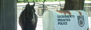 120507090629_QUARANTINED-HORSES-640 120507090629_QUARANTINED-HORSES-640