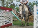 Started-4yr-registered-mare
