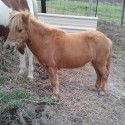 mini horse 