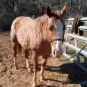 Quarter Horse & Azteca