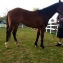 Paint breed stock filly