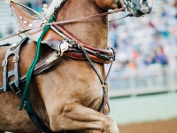 Draft Horse Classic at the Nevada County Fairgrounds | Lenkaland Photography